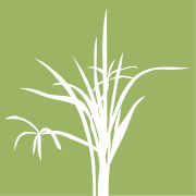 Logo for Philippe T. Nguyen, MD in San Francisco, CA